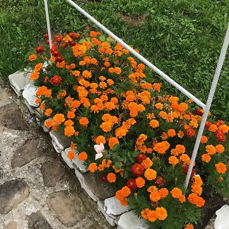 Casa Padurii